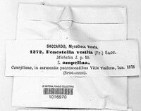 Fenestella vestita image